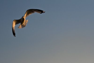 Twilight's Seagull