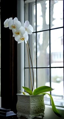Orchid by the bay window