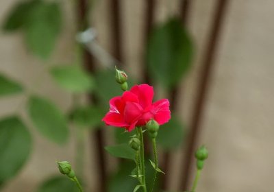 First Garden rose 1