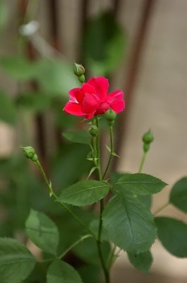 First Garden rose 2