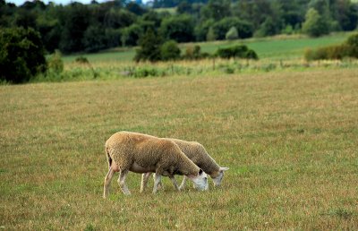 Sheep, closer