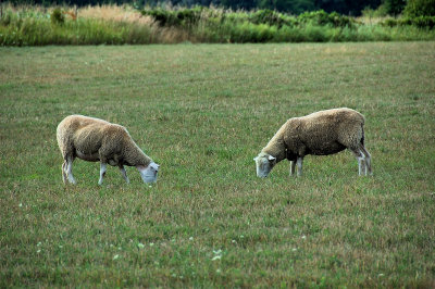 Sheep-pair