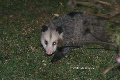 opposum 0014 1015-06.jpg