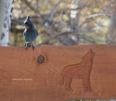 Steller Jay 0285 10-06.jpg