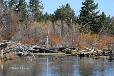 Rainbow Creek 0408 10-06.jpg