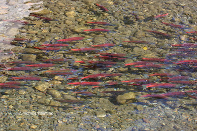 salmon spawning Rainbow Creek 0551 10-06.jpg