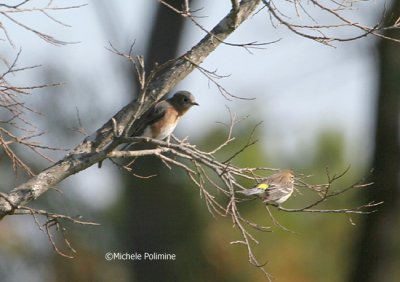 bluebird and yellow rumped 0123 11-5-06.jpg