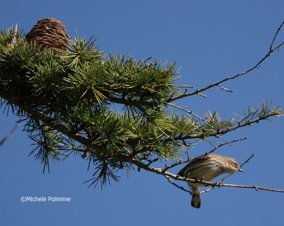 yellow rumped warbler 0065 11-5-06.jpg