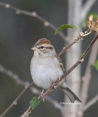 chipping sparrow 0262 11-5-06.jpg