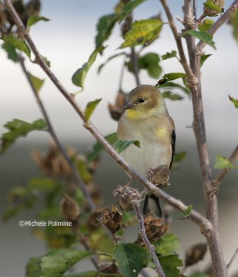 goldfinch 0007 11-5-06.jpg