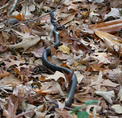 Yikes a snake 0136 11-11-06.jpg