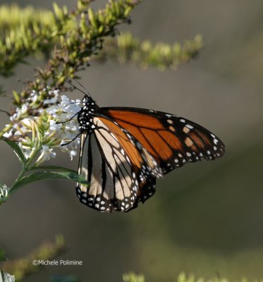 November Monarch Butterfly 0091 11-11-06.jpg