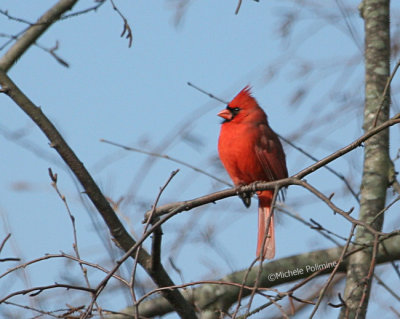 male cardinal 11-18-06 0043.jpg
