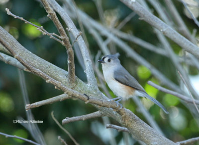 titmouse 0120 11-28-06.jpg