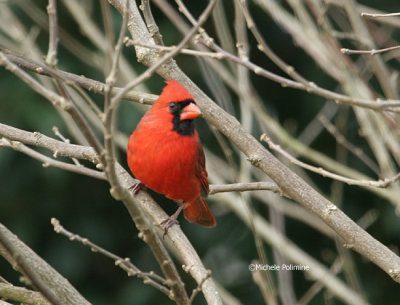 cardinal male 0077 12-03-06.jpg
