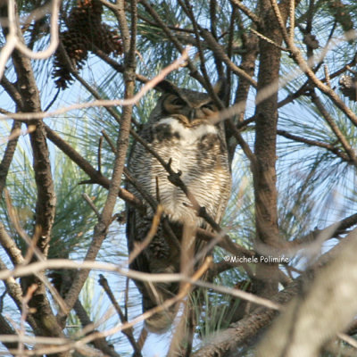 owl 0025 1-4-07.jpg