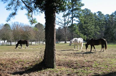 horses 0024 1-3-06.jpg