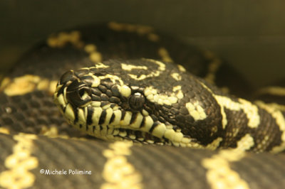 snake 0066 12-30-06.jpg