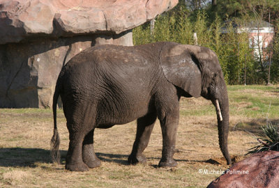 elephant 0184 12-30-06.jpg