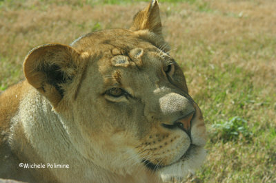 lion female 0172 12-30-06.jpg