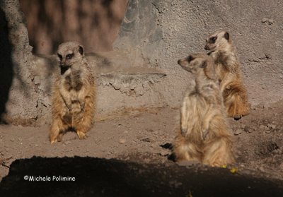 meerkats 0142 12-30-06.jpg