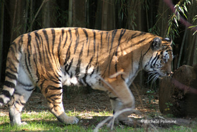 tiger 0289 12-30-06.jpg