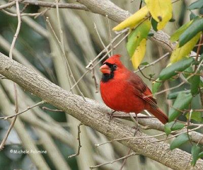 male cardinal 0026 12-25-06.jpg
