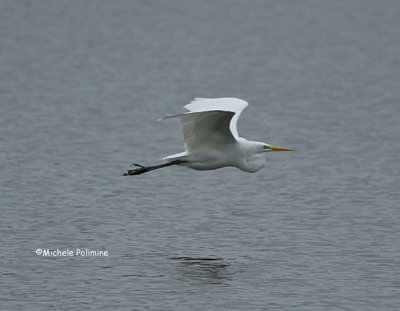 egret 0167 12-31-06.jpg