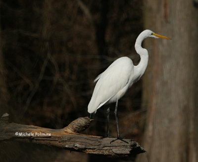 egret 0358 12-30-06.jpg