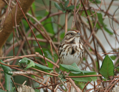 song sparrow 0017 1-4-07.jpg