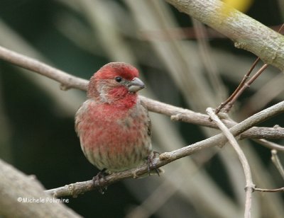 house finch male 0247 12-31-06.jpg