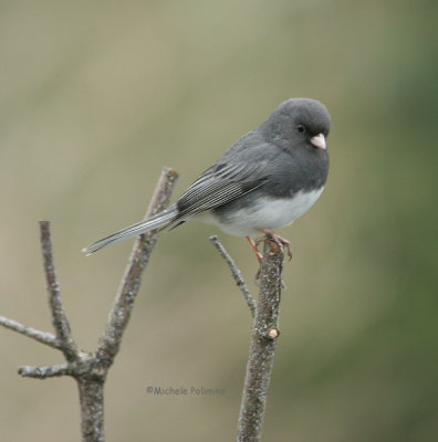 junco thru the window 0052 1-21-07.jpg