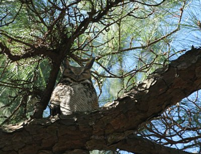 great horned owl 0047 1-27-07.jpg