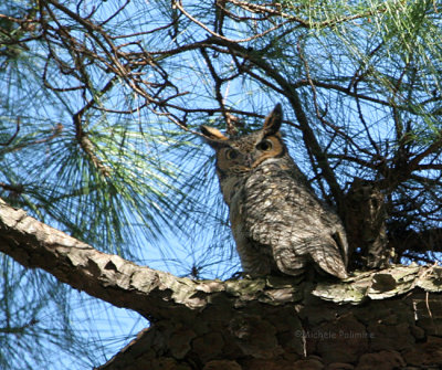 great horned owl 0192 1-27-07.jpg