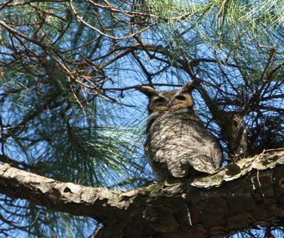 great horned owl 0207 1-27-07.jpg