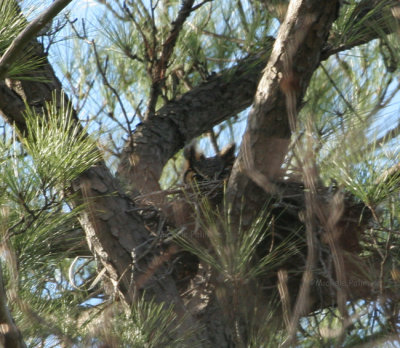 owl female on nest 0349 2-3-07.