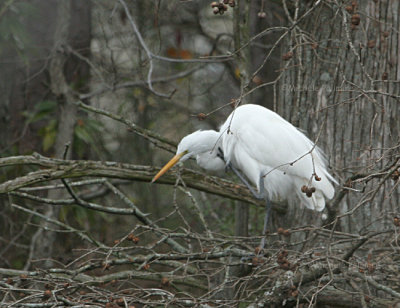 egret with an itch 0211 12-31-07.jpg