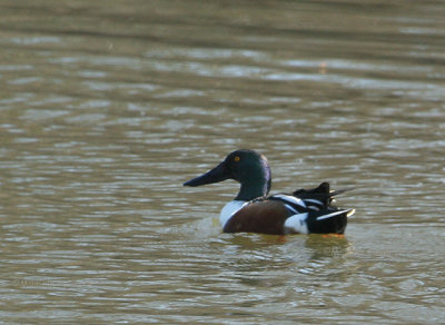 shoveler 0099 2-11-07.jpg