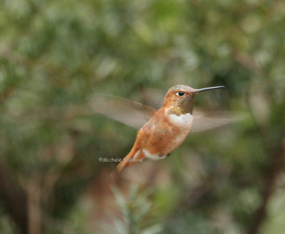 rufous hummingbird 0296 2-17-07.jpg