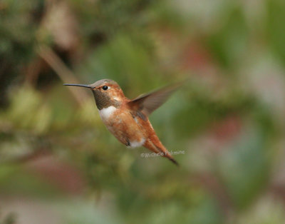 rufous hummingbird 0116 2-17-07.jpg