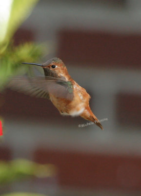 rufous hummingbird 0036 2-17-07.jpg