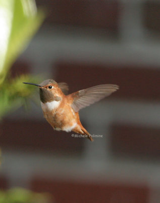 rufous hummingbird 0030 2-17-07.jpg