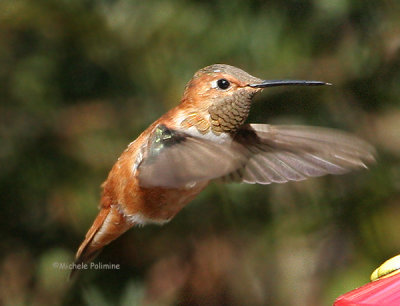Rufous Hummingbird in Virginia Beach  February 07