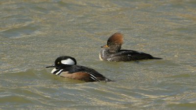 mergansers 0050 2-22-07.jpg