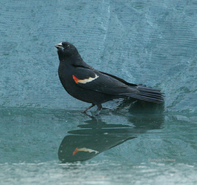 red winged blackbird 0002 2-18-07.jpg