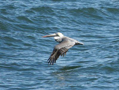 pelican 0205 3-2-07.jpg