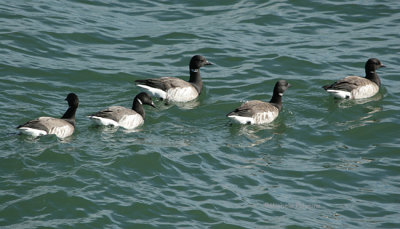 brant geese 0142 3-2-07.jpg