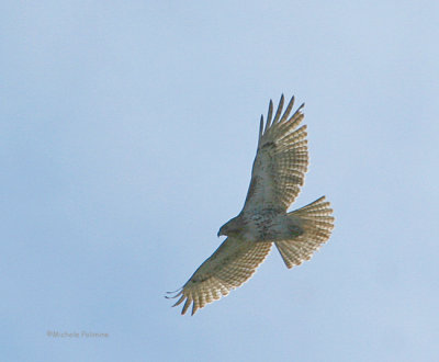 Redtail  hawk over Myers 0234 3-3-07.jpg