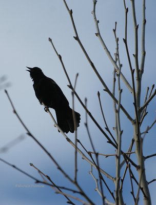blackbird silhoutte 0265 3-2-07.jpg