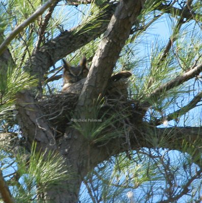 great horned owl female on nest 0380.jpg